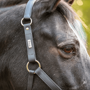 Buy the Equilibrium Black New Stellar Safety Headcollar | Online for Equine