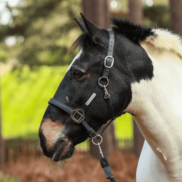 Buy the Equilibrium Black New Stellar Safety Headcollar | Online for Equine