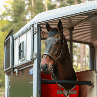 Buy the Equilibrium Brown New Stellar Safety Headcollar | Online for Equine