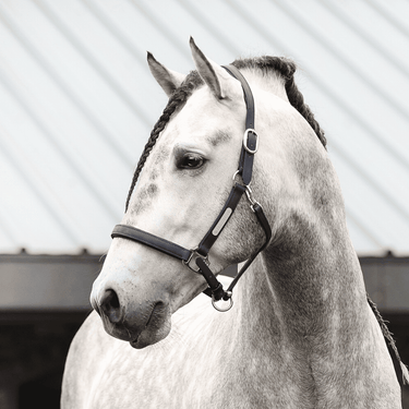 Buy the Equilibrium Black New Stellar Safety Headcollar | Online for Equine