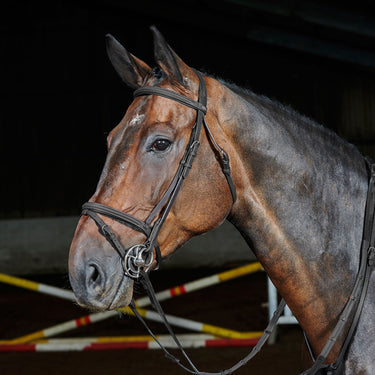 Whitaker Ready To Ride Flash Bridle