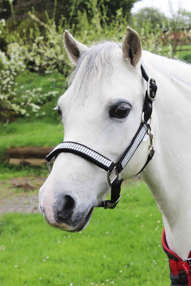 Gallop Diamante Padded Headcollar with Free Matching Leadrope