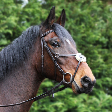 Gallop Grackle Bridle