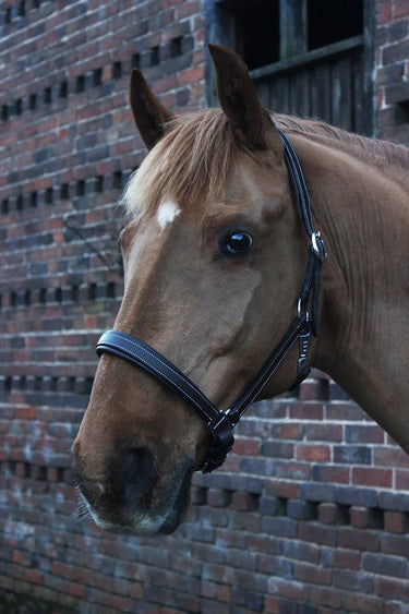 Gallop Padded Premium Headcollar