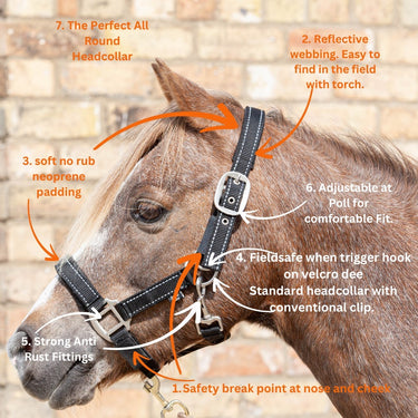 Buy Cameo Reflective Fieldsafe Headcollar| Online for Equine