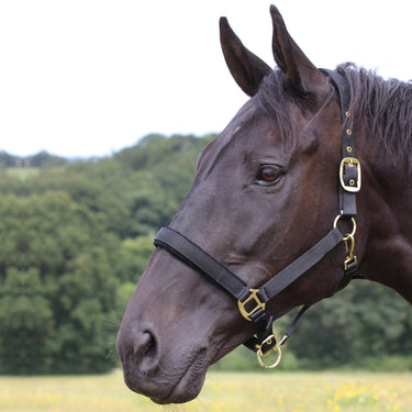 Buy Gallop Padded Premium Headcollar| Online for Equine