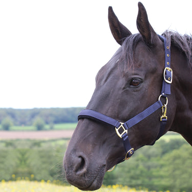 Buy Gallop Padded Premium Headcollar| Online for Equine