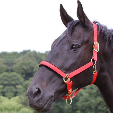 Buy Gallop Padded Premium Headcollar| Online for Equine