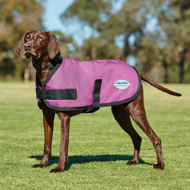 Buy Weatherbeeta Comfitec Classic Dark Grey Dog Coat | Online for Equine