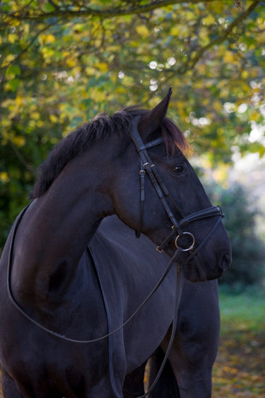 EcoRider Classic Comfort Bridle