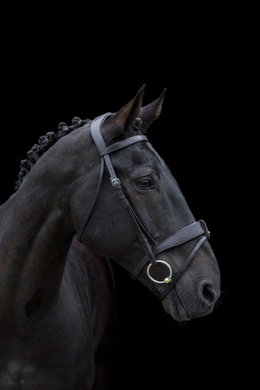 Buy EcoRider Classic Show Comfort Bridle| Online for Equine