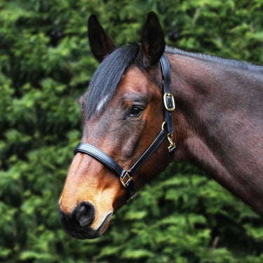 Gallop Premium Leather Padded Headcollar