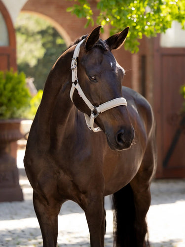 LeMieux Essence Headcollar Stone